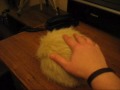 My pet Tribble