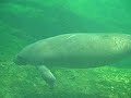Joel & Friends Freediving with Manatee & Alligator Gar Joel & Friends Freediving with Manatee & Alligator Gar