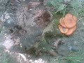stramba-jiu-turceni-