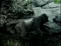Animal Face Off - Gorilla vs. Leopard