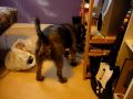 videos de Dog and bubbles