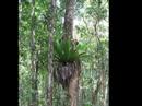 coral-reef-tranquilizer.html