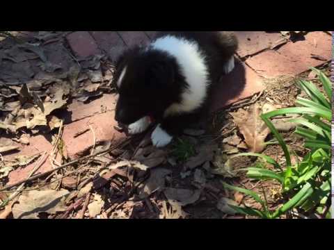 AKC bi black Sheltie male