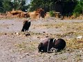 Hard Choices -Kevin Carter