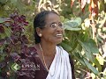 Success story of a women Dairy farmer : C K Leela