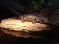 The Vancouver Aquarium