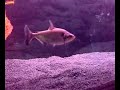 Elongatus \"Black Mask\" - IMPRESSIVE AGGRESSION