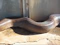 Just a Little Snake.