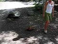 Hypnotized Chicky
