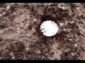 Harvester Ants moving a Dime