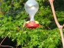 Ruby Throated Hummingbirds Ruby Throated Hummingbirds