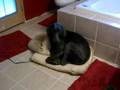 videos de Roxie listens to doggy song
