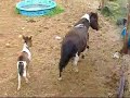 Mini Horse Baby