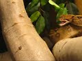 BOA CONSTRICTOR ATTACK BOA CONSTRICTOR ATTACK