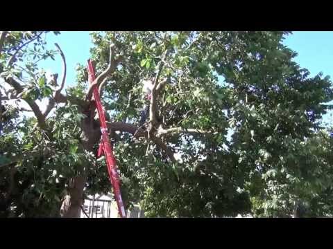 Poda de árboles – estaciones generadoras – seguridad en la oficina