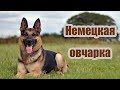 Видео - Породы собак. Немецкая овчарка