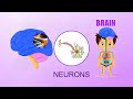13 BRAIN - Learn about Human Body Parts For Kids (Tamil)