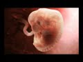 ANIMATION 3D FOETUS 2 ANIMATION 3D FOETUS 2