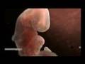 ANIMATION 3D FOETUS 2
