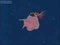 SEIYA E SAORI QUEIME O COSMO DO AMOR EPISODIO 30