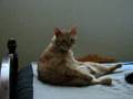 Cat sitting like a person