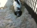 Rudy digs 63rd street dog park