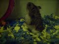 Penelope - Flixster Video