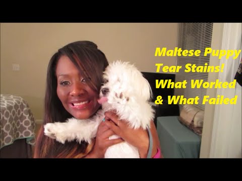 how to whiten maltese hair