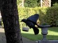 vetbol aerodynamica: kauw arriveert