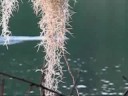 Fishing With The Egrets