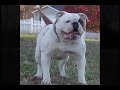 Meathead