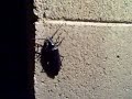 Palo Verde Root Bore beetle