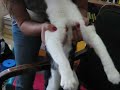 catbot catbot