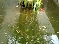 Guppies Mikariff
