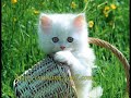 زياد برجي - غريب إنت