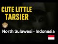 Come Out Cute Little Tarsier:   North Sulawesi, Indonesia
