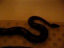 my ball python my ball python
