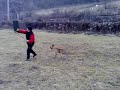Trainingdogs malinois sučka kusačka cez aport Trainingdogs malinois sučka kusačka cez aport