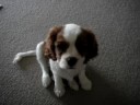 Cherrie, the cavalier