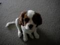 Cherrie, the cavalier