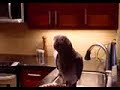 Timneh African Grey Chatting