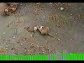 Gerbil Gerbil