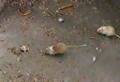 Gerbil