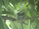 Humming birds