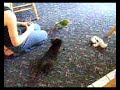 zeeva-vs-gonzo.html