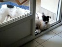Bulldogue français mère & fille Bulldogue français mère & fille