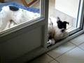 Bulldogue français mère & fille