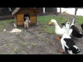 Food defender! Puppy vs ducks.