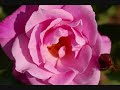 Amazing Photography With Nikon D50