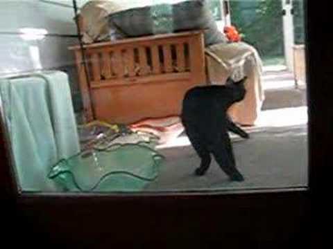 simon stalking